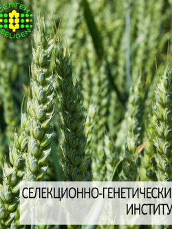 пшеница озимая РОЗКВИТ одесской селекции