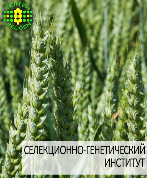 пшеница озимая РАСЦВЕТ пшеница озимая РОЗКВИТ одесской селекции