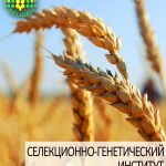 пшеница озимая СГИ-100 одесской селекции