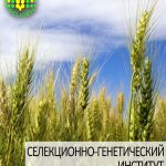 пшеница озимая ЭРА ОДЕССКАЯ одесской селекции