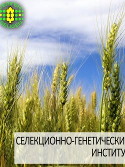 пшеница озимая ЭРА ОДЕССКАЯ одесской селекции