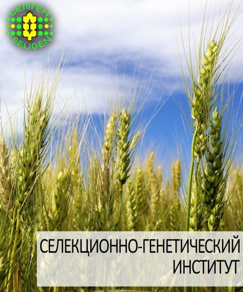пшеница озимая ЭРА ОДЕССКАЯ пшеница озимая ЭРА ОДЕССКАЯ одесской селекции