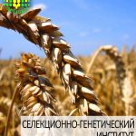 пшеница озимая МУДРОСТЬ ОДЕССКАЯ одесской селекции