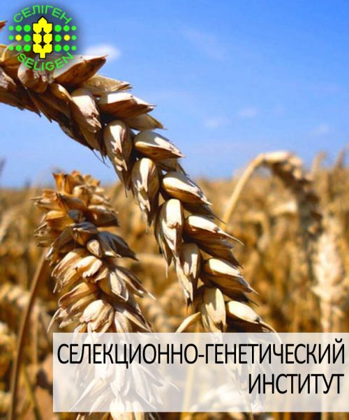 пшеница озимая МУДРОСТЬ ОДЕССКАЯ одесской селекции