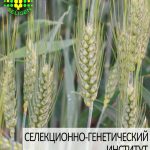 пшеница озимая НАСНАГА одесской селекции