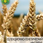 пшеница озимая МИССИЯ ОДЕССКАЯ одесской селекции