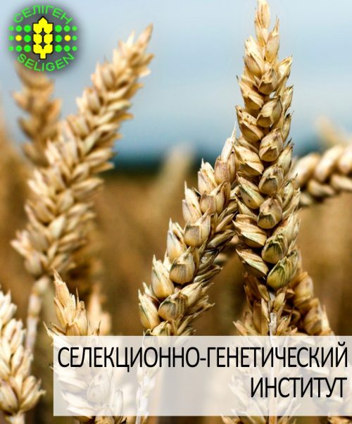 пшеница озимая МИССИЯ ОДЕССКАЯ пшеница озимая МИССИЯ ОДЕССКАЯ одесской селекции