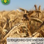 пшеница озимая ЛИРА ОДЕССКАЯ одесской селекции