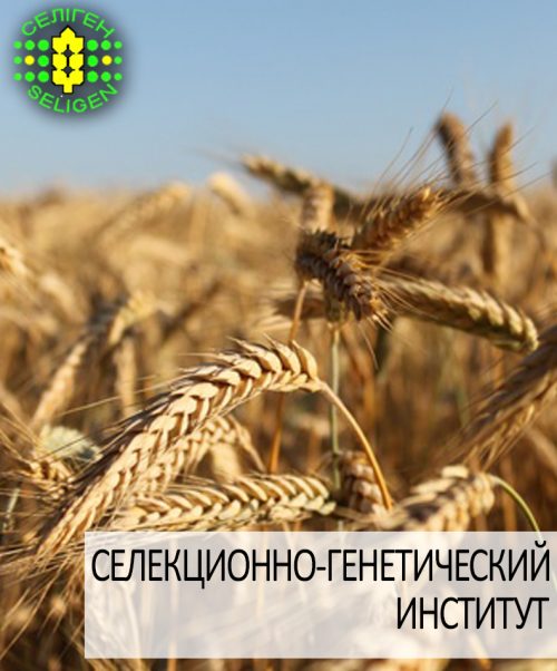 Пшеница озимая ЛИРА ОДЕССКАЯ пшеница озимая ЛИРА ОДЕССКАЯ одесской селекции