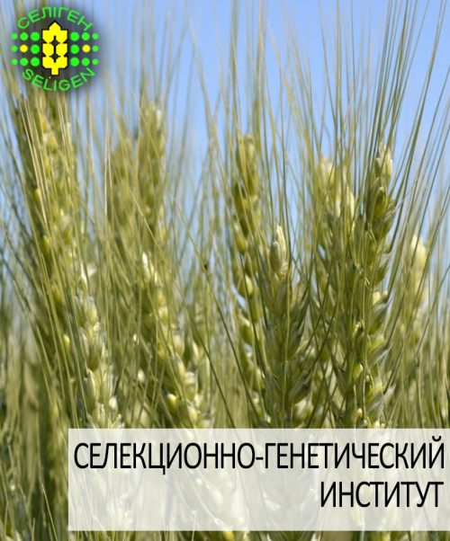 пшеница озимая ЗИСК одесской селекции