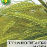 ячмень озимый СНЕЖНАЯ КОРОЛЕВА одесской селекции