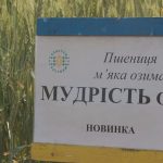 пшеница озимая МУДРОСТЬ ОДЕССКАЯ семена купить