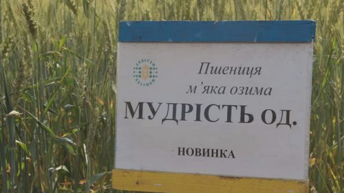 пшеница озимая МУДРОСТЬ ОДЕССКАЯ семена купить