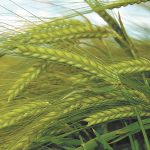 ячмень озимый СНЕЖНАЯ КОРОЛЕВА семена купить