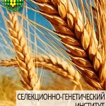 пшеница озимая ВИГЕН одесской селекции