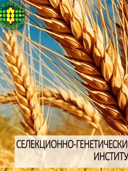 пшеница озимая ВИГЕН одесской селекции