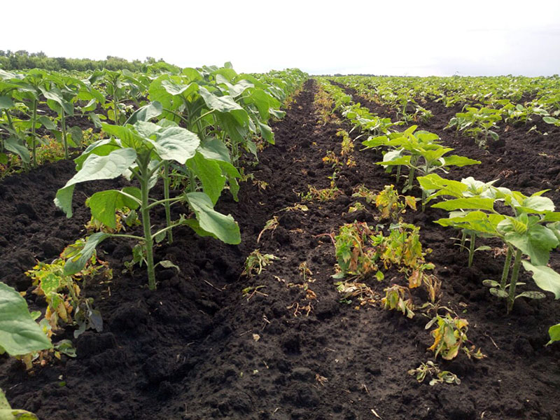 благоприятные условия для выращивания подсолнечника