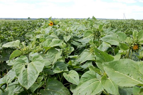 корзинка подсолнечника АНТЕЙ