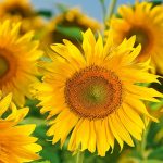 подсолнечник ОДЕССЕЙ ИМИ технология Евро-лайтгинг семена купить