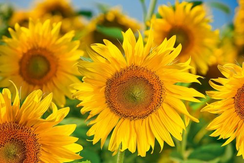 Гибрид подсолнечника ОДИССЕЙ ИМИ подсолнечник ОДЕССЕЙ ИМИ технология Евро-лайтгинг семена купить