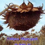 МЕРКУРИЙ OR уборка