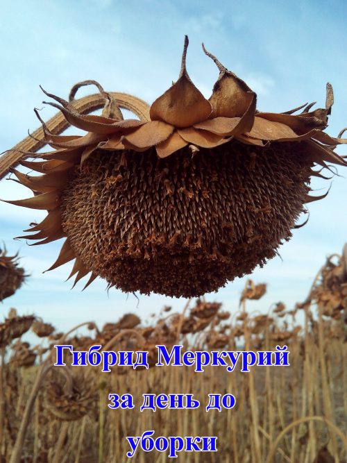 Подсолнечник МЕРКУРИЙ OR уборка МЕРКУРИЙ OR уборка