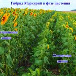 Подсолнечник Меркурий OR фаза цветение
