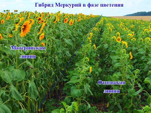 Подсолнечник Меркурий OR цветение Подсолнечник Меркурий OR фаза цветение