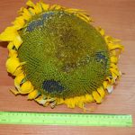 Подсолнечник АНТЕЙ