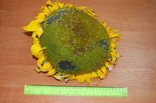 Подсолнечник АНТЕЙ