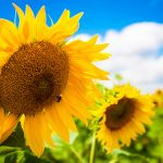 подсолнечник МЕРКУРІЙ OR классической технологии выращивания семена купить