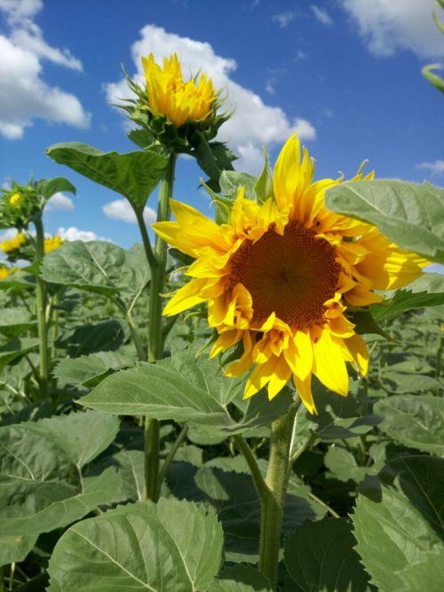 Материнская линия в начальной фазе цветения