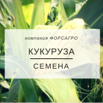 Кукуруза