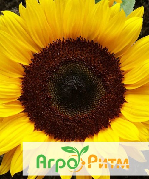 гибрид подсолнечника АЛЬДАЗОР подсолнечник АЛЬДАЗОР классическая технология выращивания