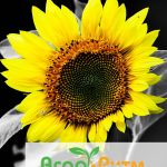 подсолнечник БОМОНД классическая технология выращивания