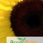 подсолнечник ЛЮБАШ классическая технология выращивания