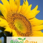 подсолнечник СОЛТАН классическая технология выращивания