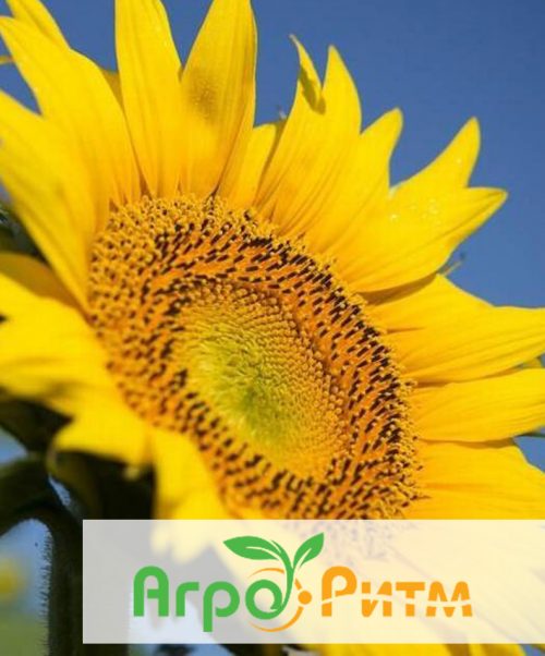 подсолнечник СОЛТАН классическая технология выращивания