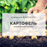 Картофель