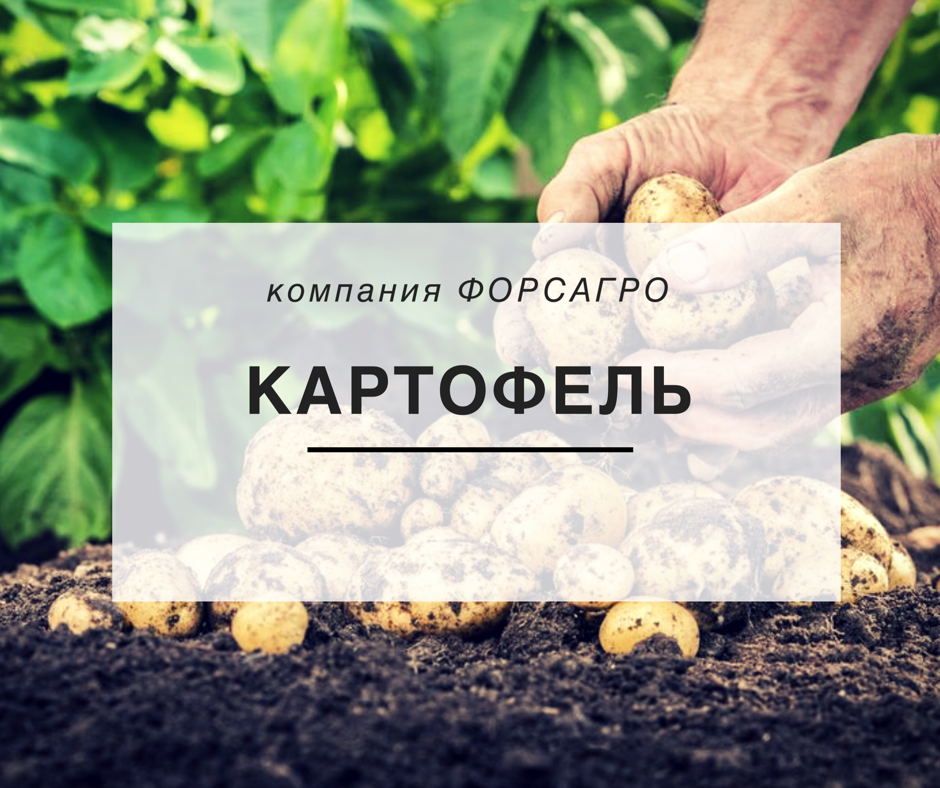 Картофель - Компания ФОРСАГРО