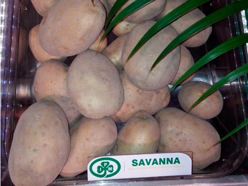 savanna5