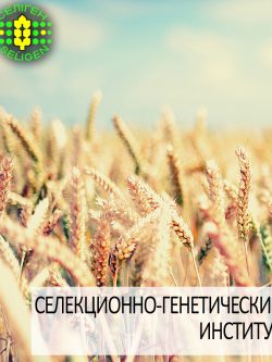 пшеница озимая СТОРИЦЯ одесской селекции