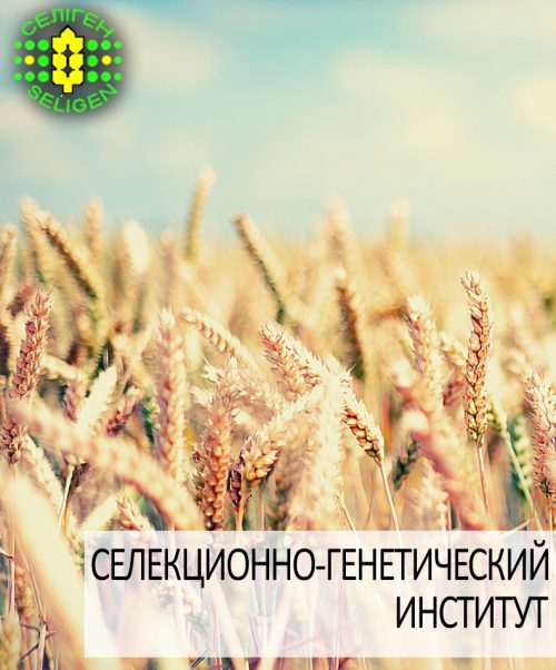 пшеница озимая СТОРИЦЯ одесской селекции