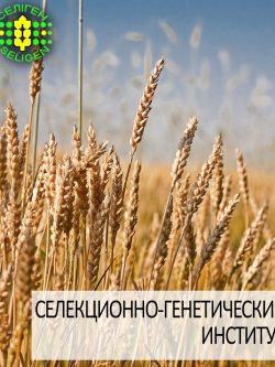 пшеница озимая ДУМА ОДЕССКАЯ одесской селекции