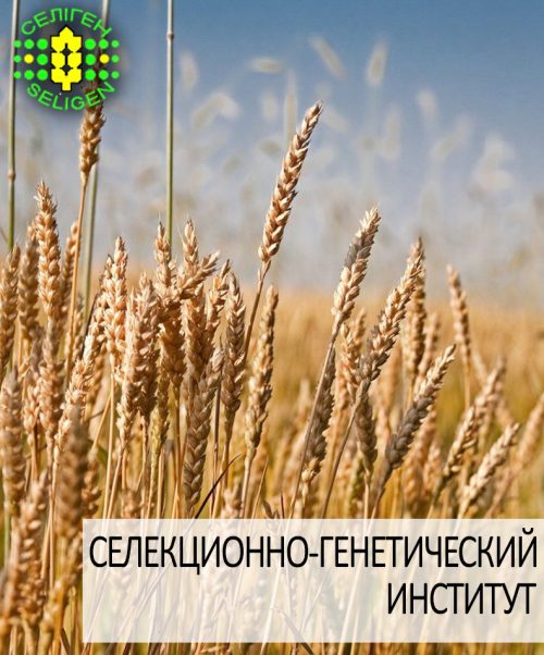 пшеница озимая ДУМА ОДЕССКАЯ одесской селекции