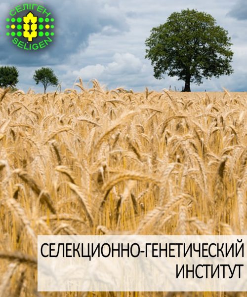 пшеница озимая ОПТИМА ОДЕССКАЯ пшеница озимая ОПТИМА ОДЕССКАЯ одесской селекции