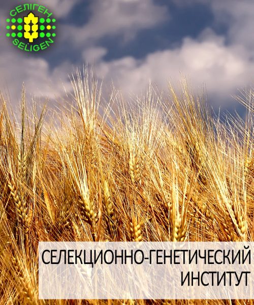 пшеница озимая РОДЗИНКА ОДЕССКАЯ одесской селекции