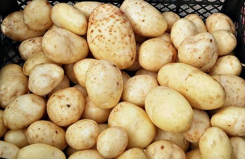 сорт семенного картофеля маверик