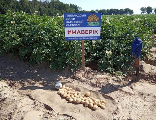 рост картофеля маверик