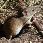 средство для борьбы с мышами